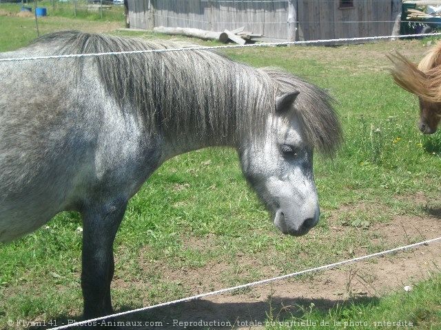 Photo de Shetland