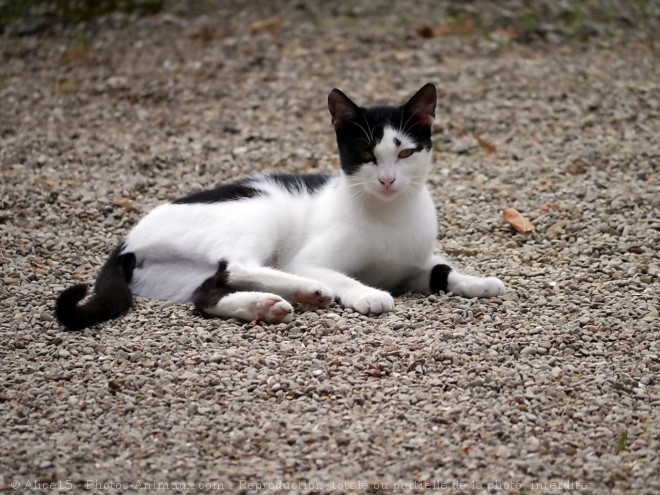 Photo de Chat domestique