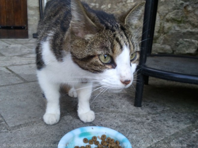 Photo de Chat domestique