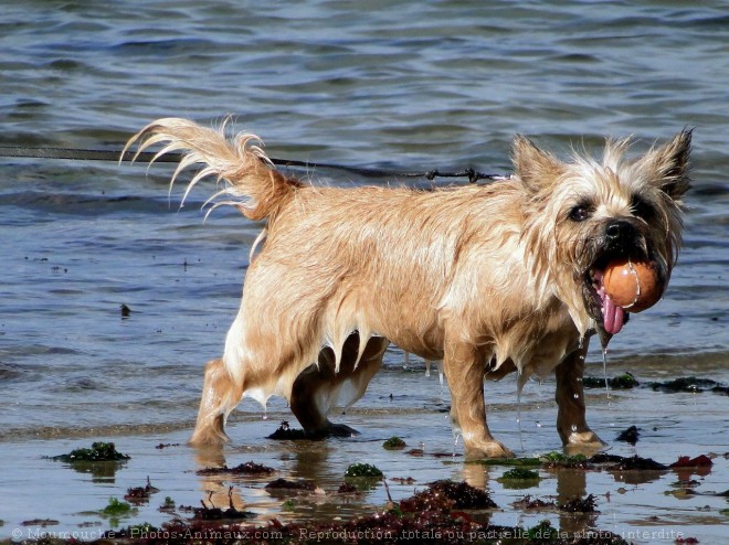 Photo de Cairn terrier