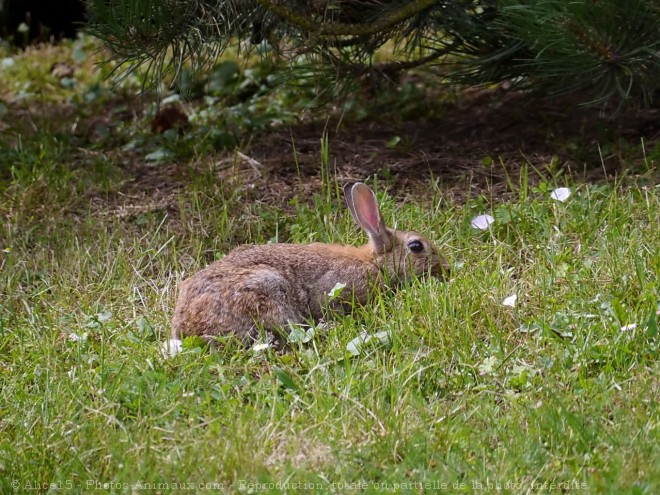 Photo de Lapin