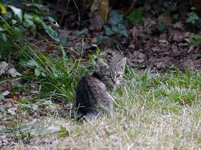 Photo de Chat domestique