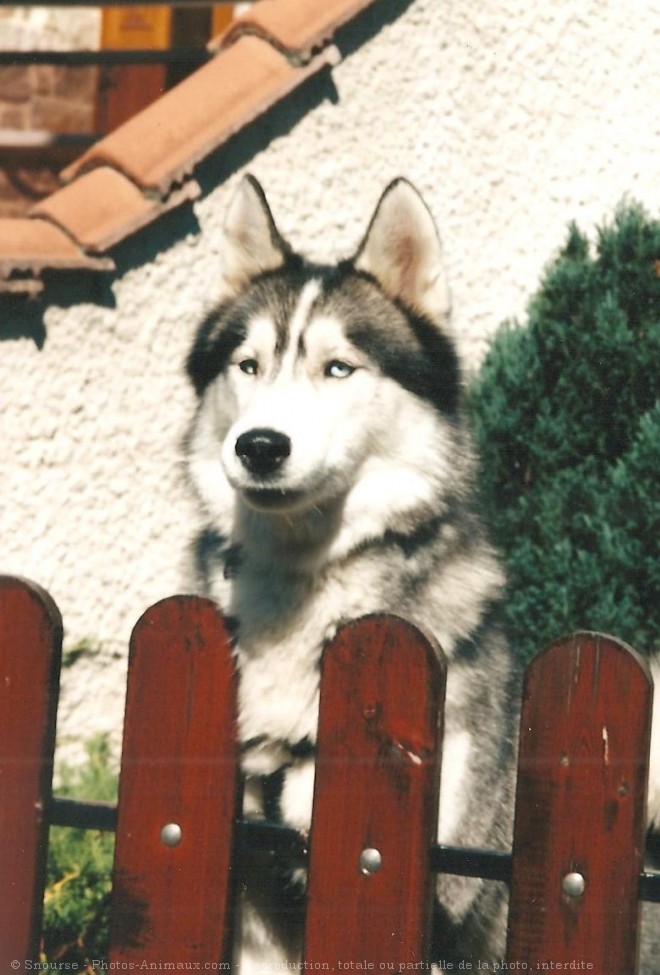 Photo de Husky siberien