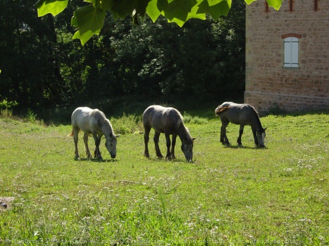 Photo de Races diffrentes