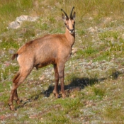 Photo de Chamois