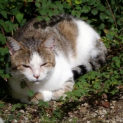 Photo de Chat domestique