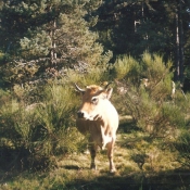 Photo de Vache