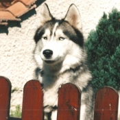 Photo de Husky siberien