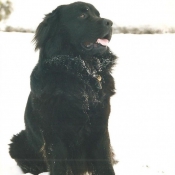 Photo de Chien de terre-neuve