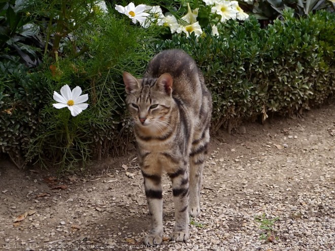 Photo de Chat domestique