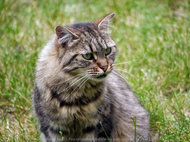 Photo de Chat domestique