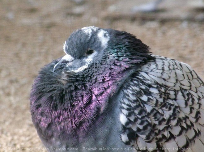 Photo de Pigeon