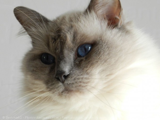 Photo de Ragdoll