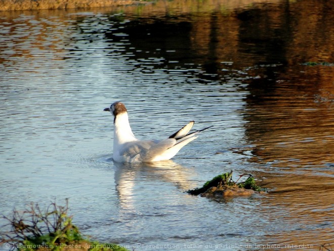 Photo de Mouette