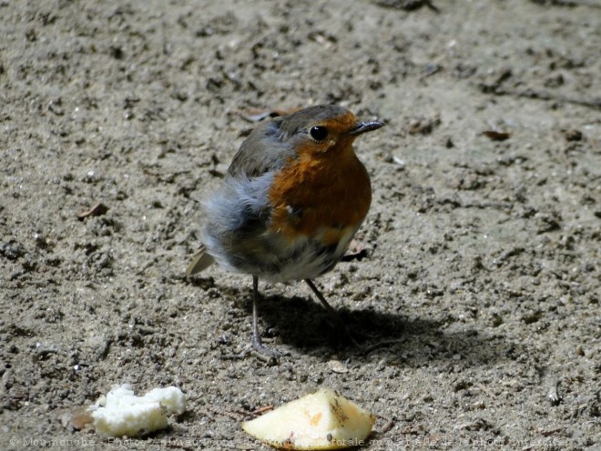 Photo de Rouge gorge