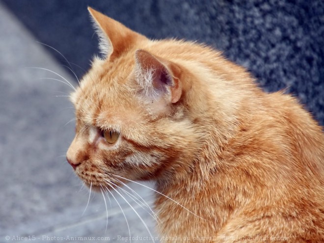 Photo de Chat domestique