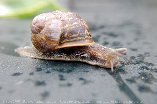 Photo d'Escargot