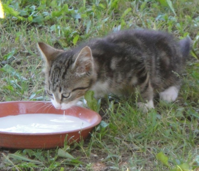 Photo de Chat domestique