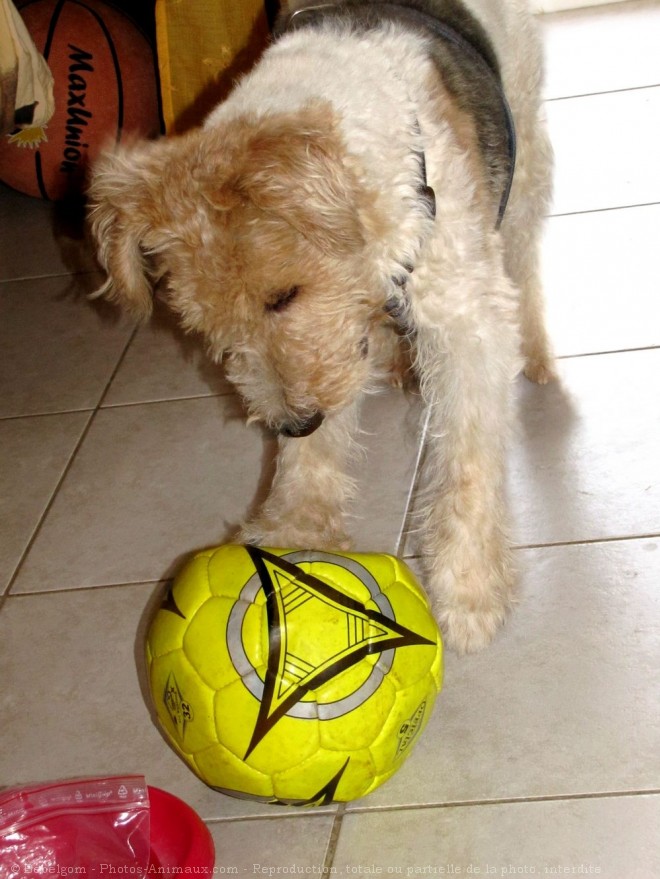 Photo de Fox terrier  poil dur