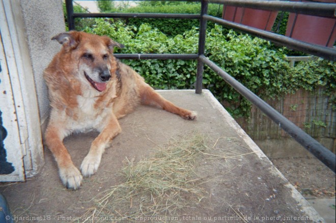 Photo de Berger allemand  poil court