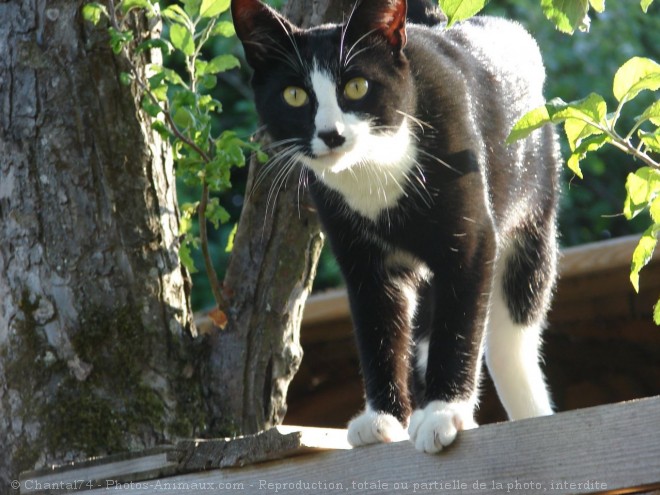 Photo de Chat domestique