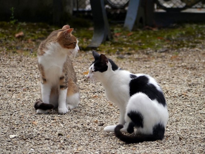 Photo de Chat domestique