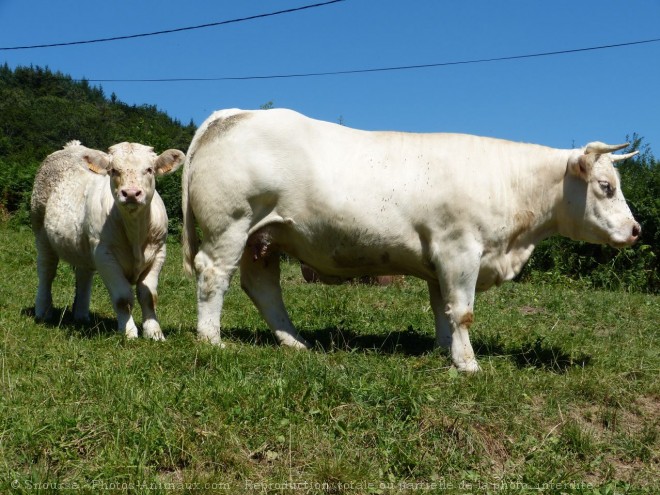 Photo de Veau