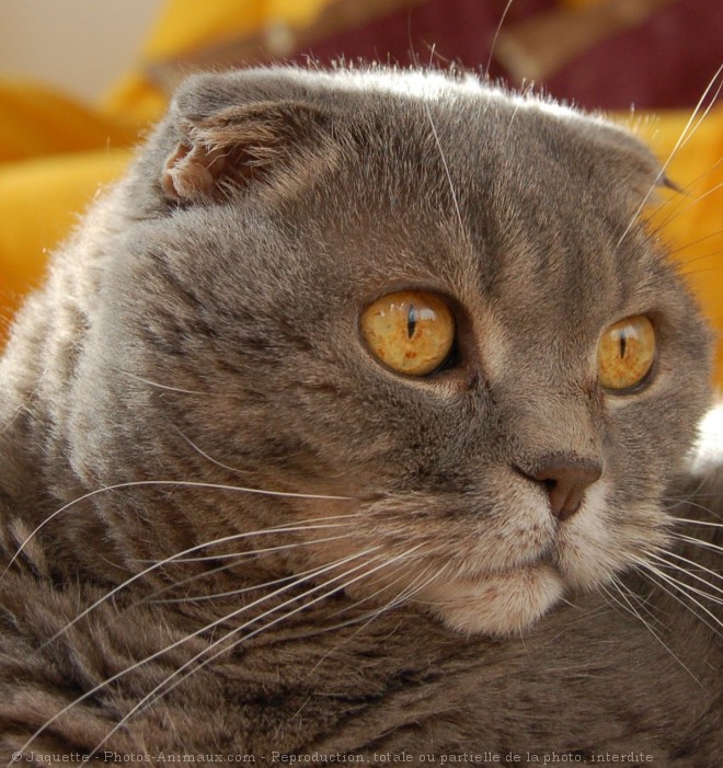 Photo de Scottish fold