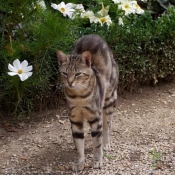 Photo de Chat domestique