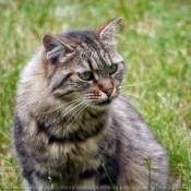 Photo de Chat domestique