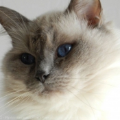 Photo de Ragdoll