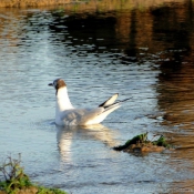 Photo de Mouette