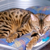 Photo de Bengal