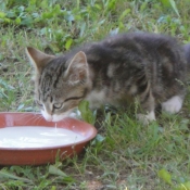 Photo de Chat domestique