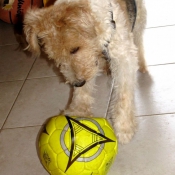 Photo de Fox terrier  poil dur