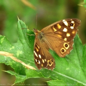 Photo de Papillon