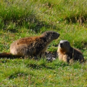 Photo de Marmotte