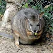 Photo de Wallaby