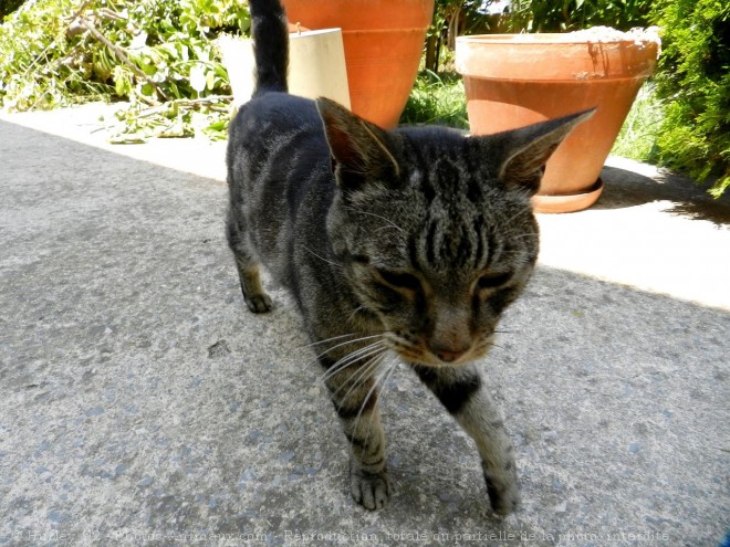 Photo de Chat domestique