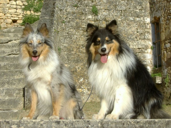 Photo de Chien de berger des shetland