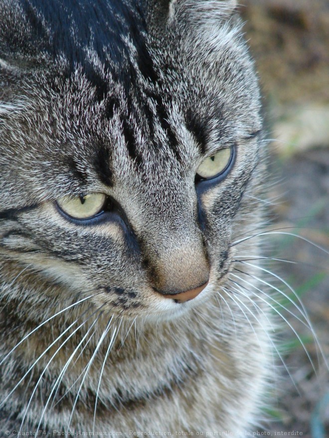 Photo de Chat domestique