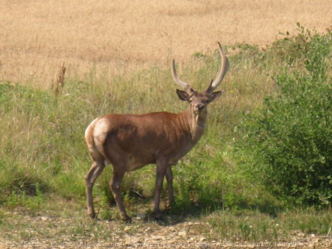 Photo de Cerf