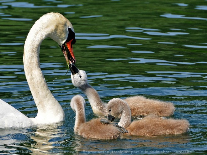 Photo de Cygne