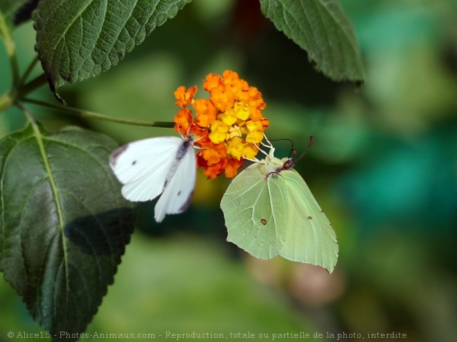 Photo de Papillon