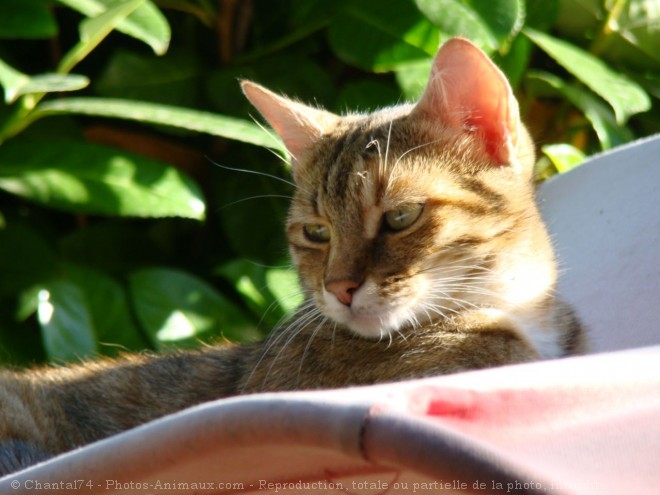 Photo de Chat domestique