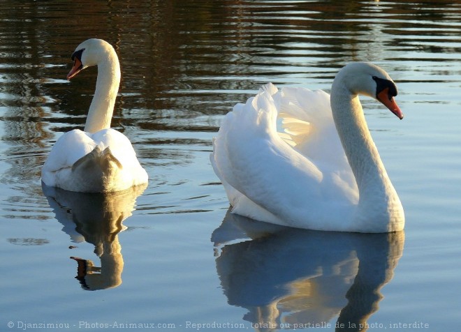 Photo de Cygne