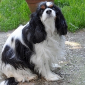 Photo de Cavalier king charles spaniel