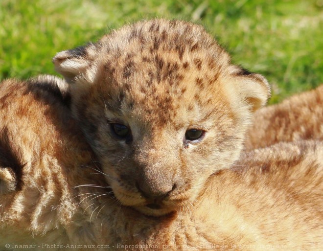 Photo de Lion