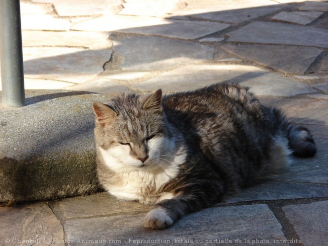 Photo de Chat domestique