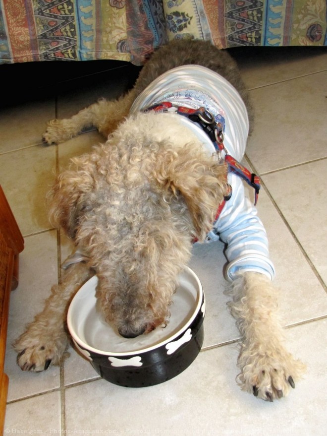 Photo de Fox terrier  poil dur